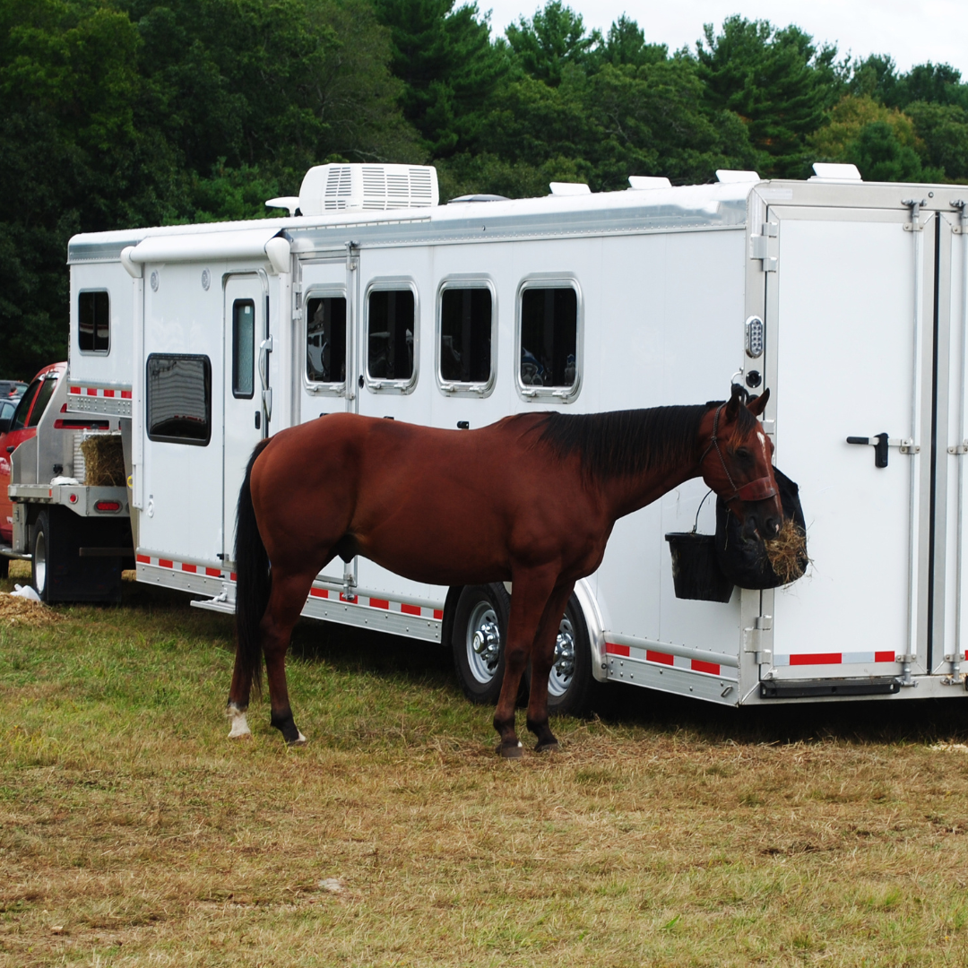 Photo of a brown horse eating in front of a white horse trailer.
